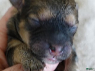 Maltipoo dogs River - Ad 18