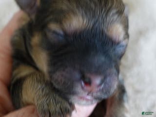 Maltipoo dogs River - Ad 7