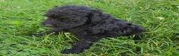 Cavapoo dogs for sale: Onyx - Ad 5