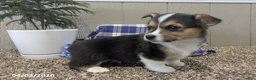 Welsh Corgi Pembroke dogs for sale: Freddy - Ad 2