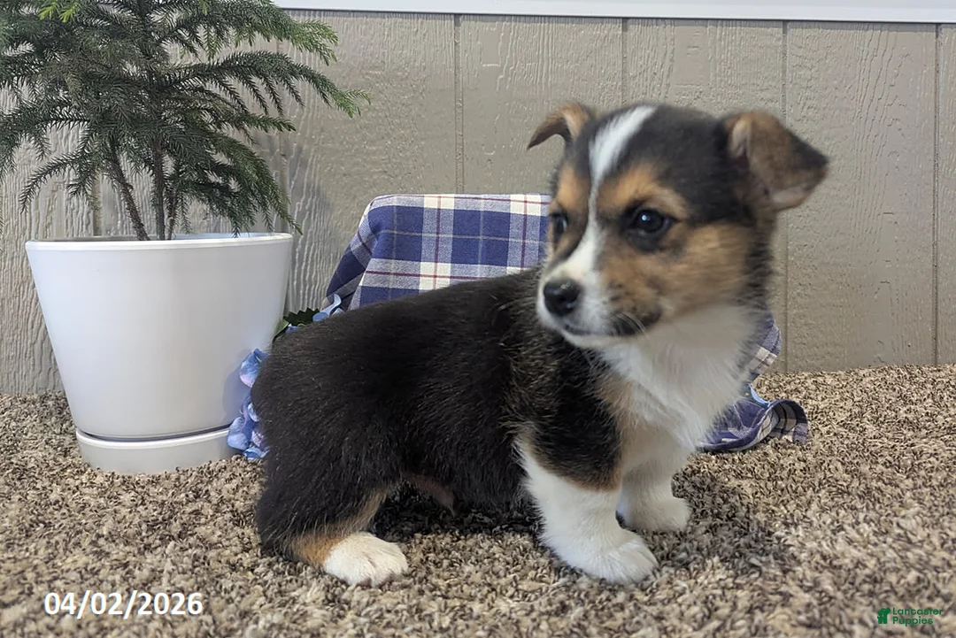 Welsh Corgi Pembroke dogs for sale: Freddy - Ad 2