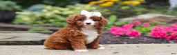 Cavapoo dogs for sale: Ellie - Ad 4