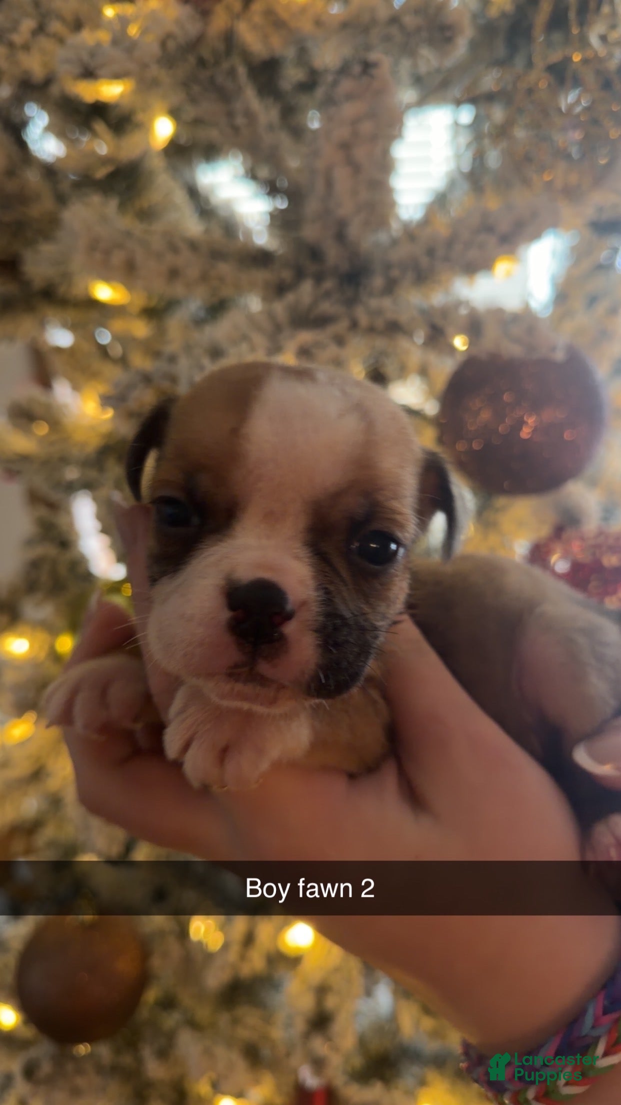 Olde English Bulldogge dogs Olde English Bulldogge Puppy 4 - Ad 29