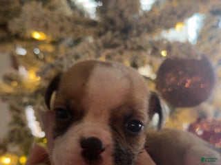 Olde English Bulldogge dogs Olde English Bulldogge Puppy 4 - Ad 42