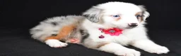 Miniature Australian Shepherd dogs for sale: Mia - Ad 6