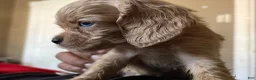 Cocker Spaniel dogs for sale: Cocker Spaniel 2 - Ad 1