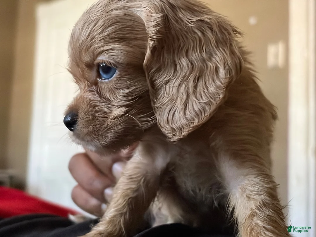 Cocker Spaniel dogs for sale: Cocker Spaniel 2 - Ad 1
