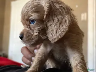 Cocker Spaniel dogs Cocker Spaniel 2 - Ad 16