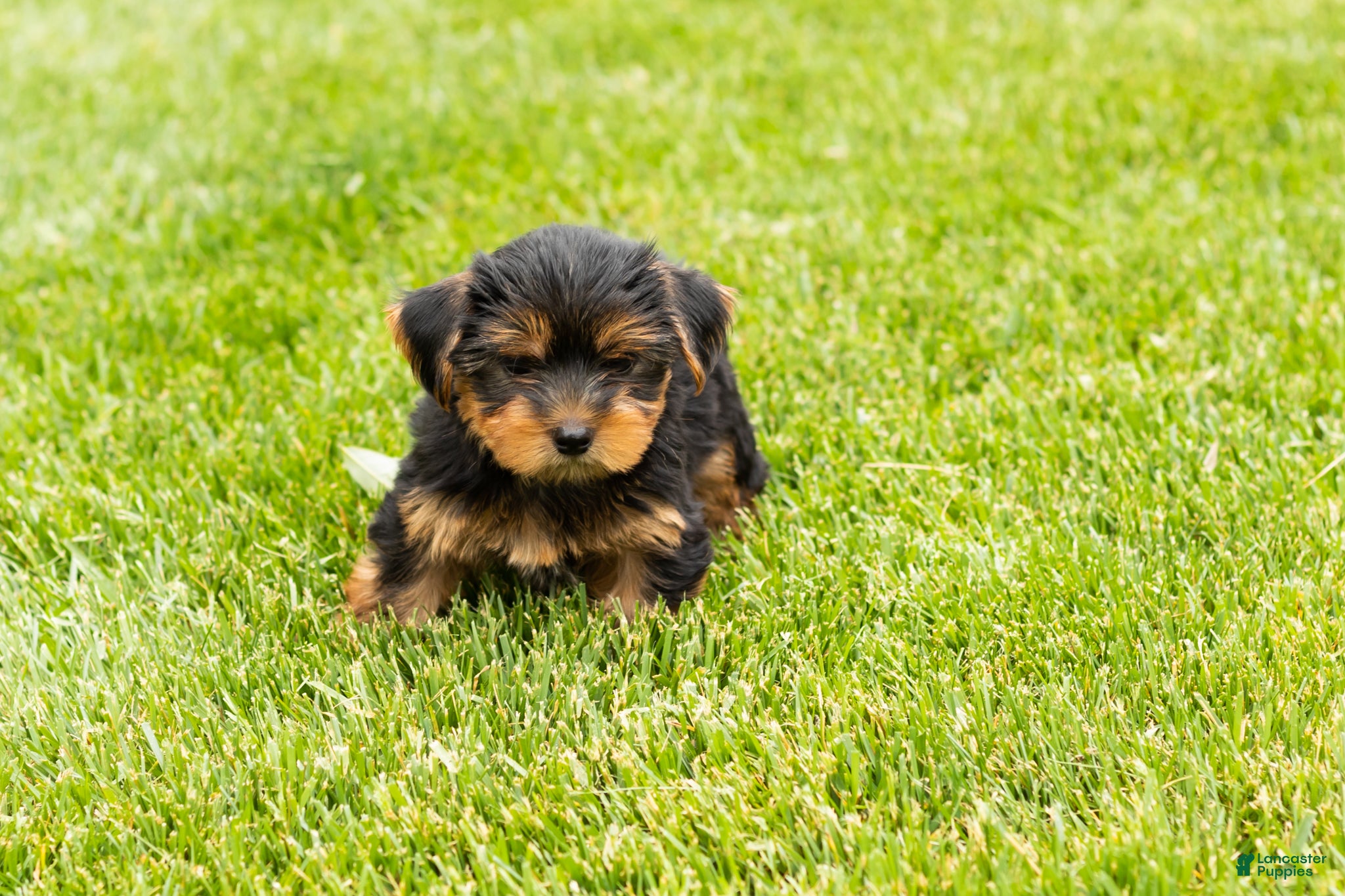 Yorkshire Terrier dogs for sale: Mike  - Ad 2