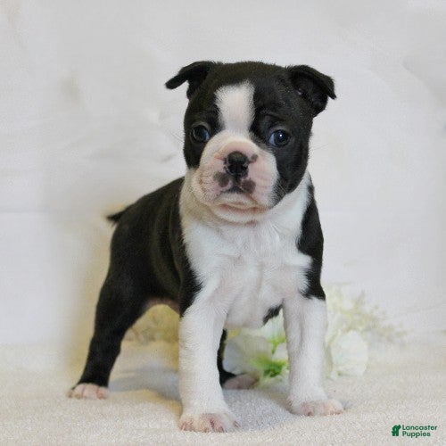 Boston Terrier dogs Remmy - Ad 2