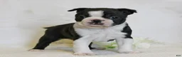 Boston Terrier dogs for sale: Rascal - Ad 10