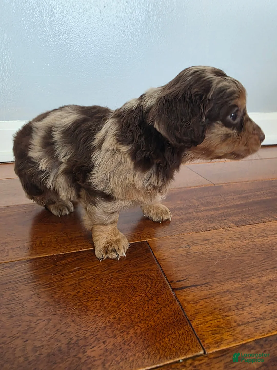 Miniature Dachshund dogs for sale: Kevin  - Ad 2