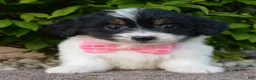 Mini Bernedoodle dogs for sale: Mini Brynn - Ad 6