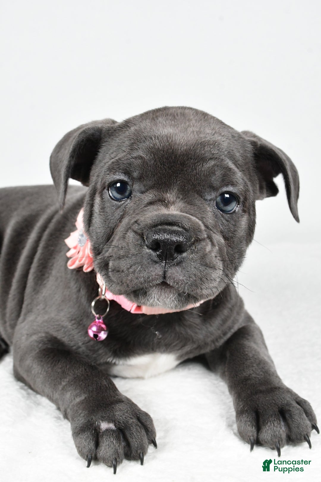 Mixed Breed dogs for sale: Dora - Ad 3