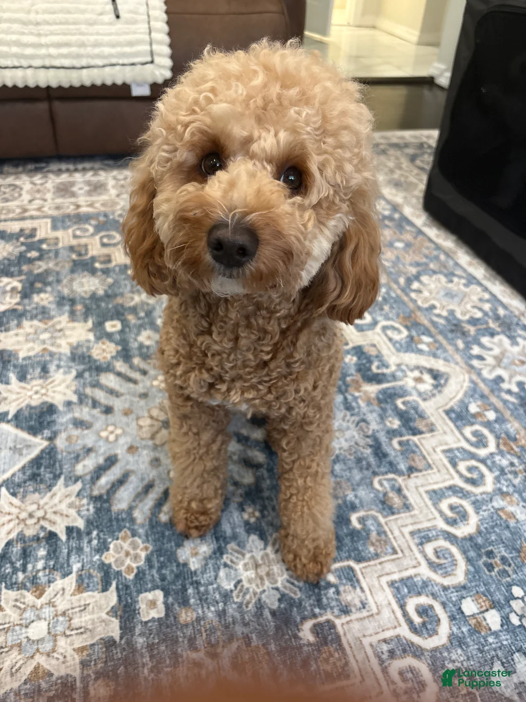 Mini Goldendoodle dogs for sale: Mini Goldendoodle Puppy 1 - Ad 2