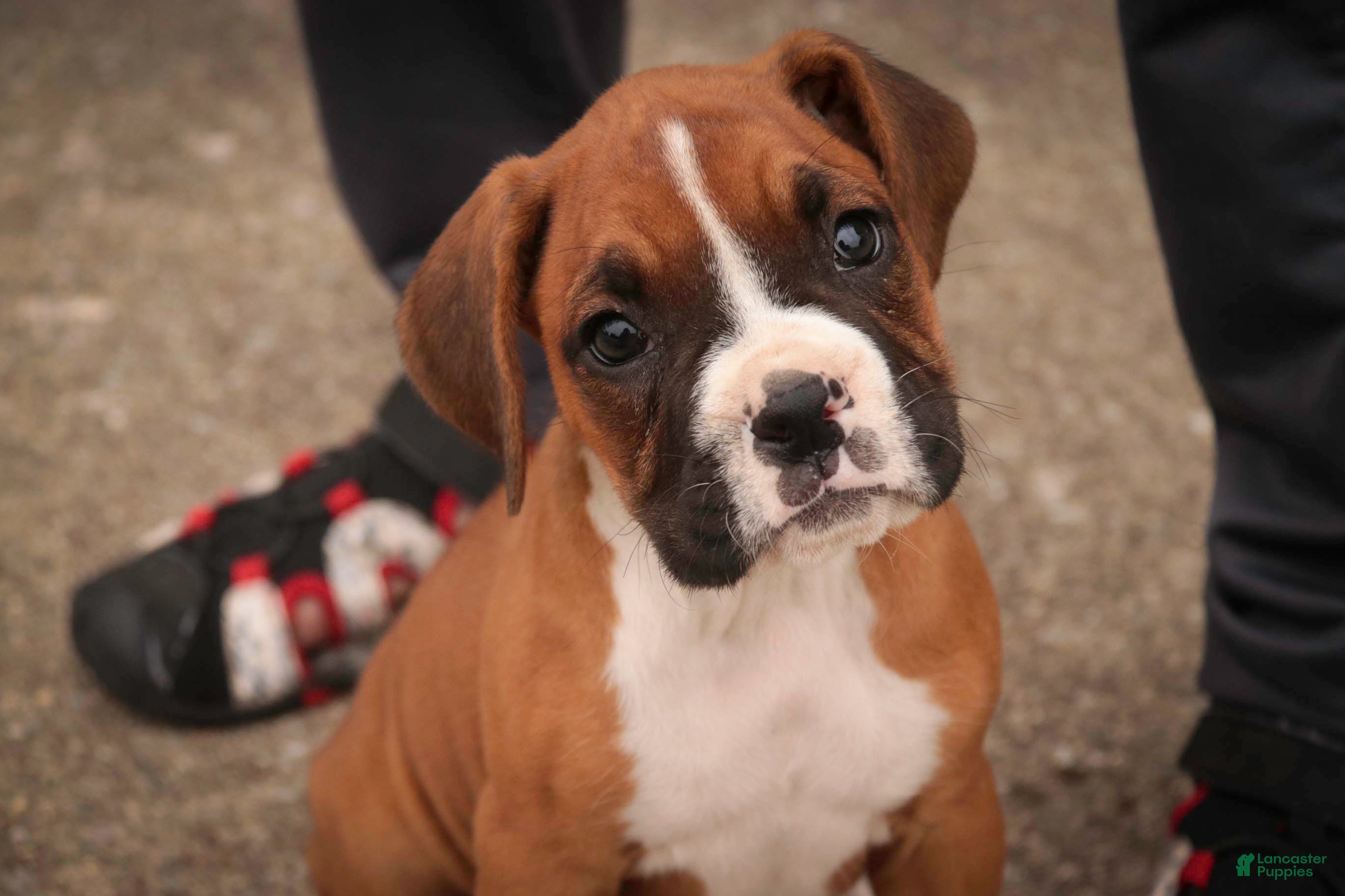 Boxer dogs Tara - Ad 1