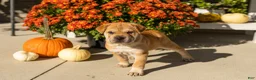 Mini Hippo dogs for sale: Maple  - Ad 4