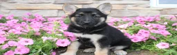 German Shepherd dogs for sale: Haven - Ad 6