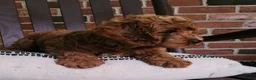 Cockapoo dogs for sale: Conner - Ad 8