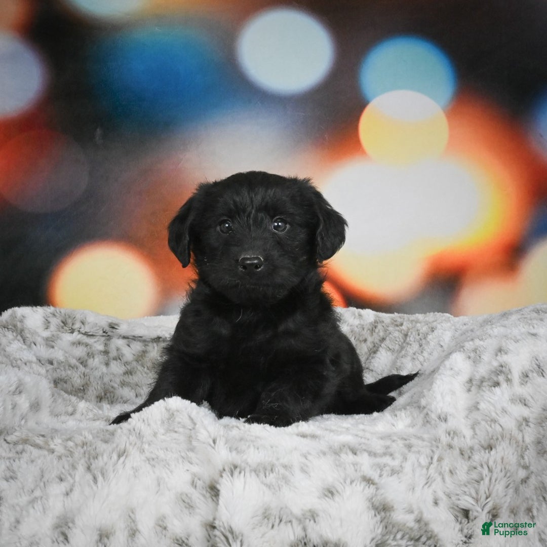 Mixed Breed dogs for sale: Sugar - Ad 5