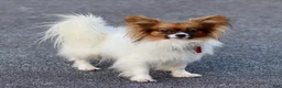 Papillon dogs for sale: Chelsea  - Ad 4