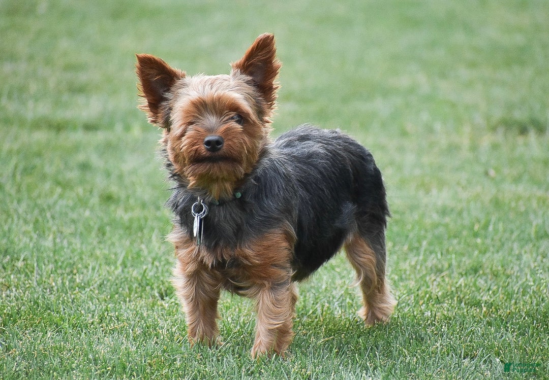 Yorkshire Terrier dogs for sale: Harmony - Ad 3