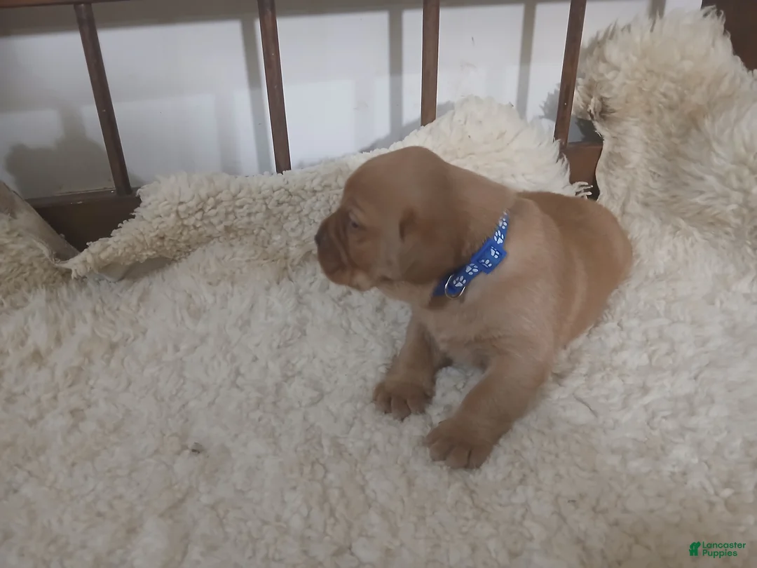 Labrador Retriever dogs for sale: Archer - Ad 3