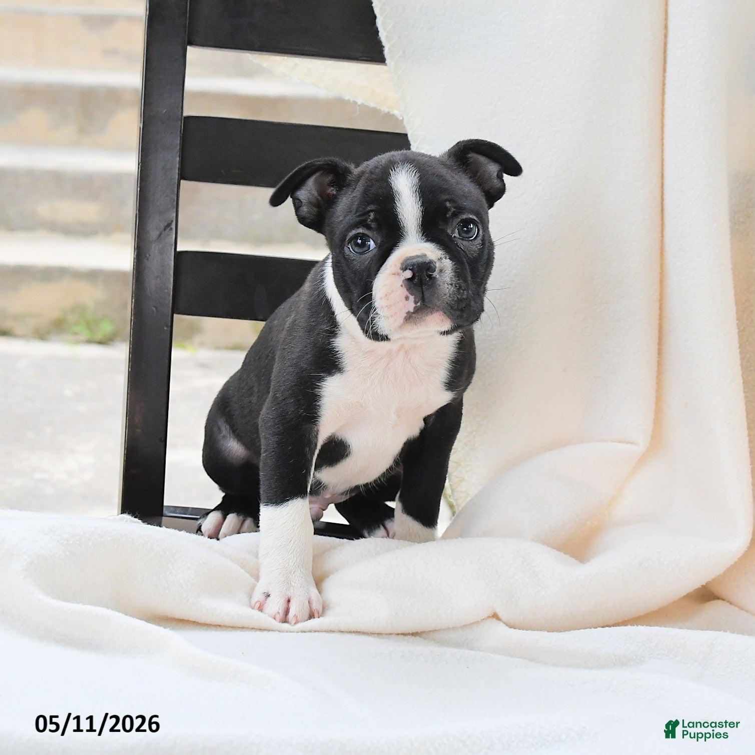 Boston Terrier dogs Arthur - Ad 1