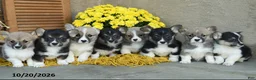 Welsh Corgi Pembroke dogs for sale: Dafydd - Ad 3