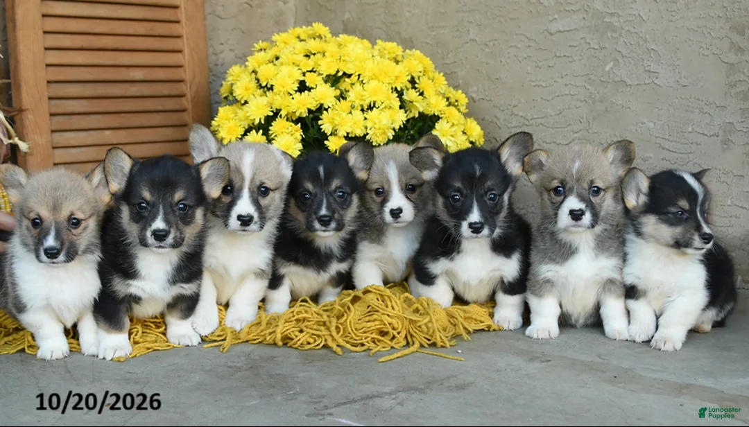 Welsh Corgi Pembroke dogs for sale: Dafydd - Ad 3
