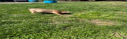 French Bulldog dogs for sale: French Bulldog Puppy 1 - Ad 3