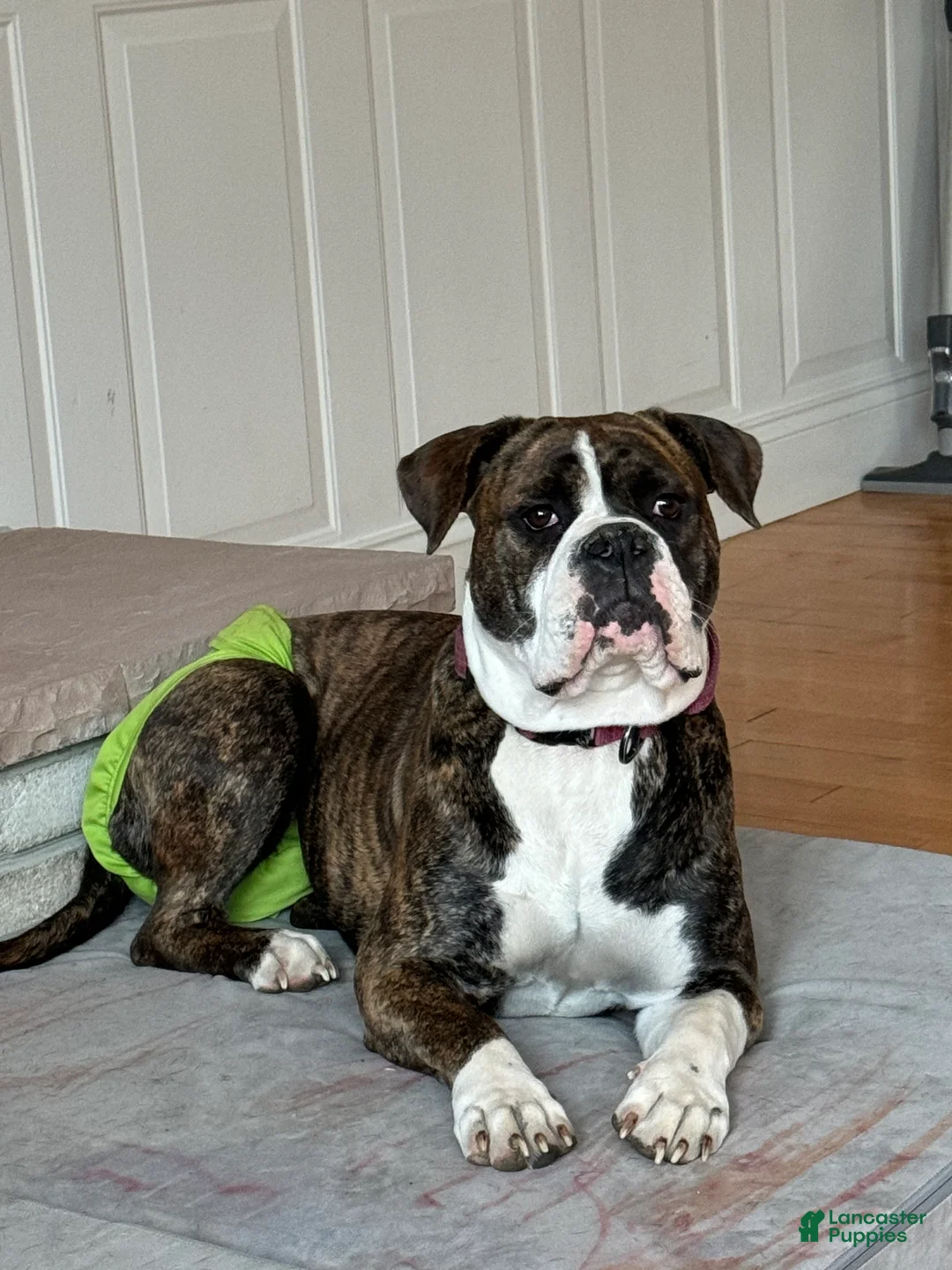 Alapaha Blue Blood Bulldog dogs for sale: Alapaha Blue Blood Bulldog litter of 8 puppies - Ad 24