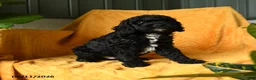Cavapoo dogs for sale: Crumpet - Ad 4