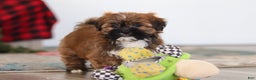 Lhasa Apso dogs for sale: Kenny - Ad 6