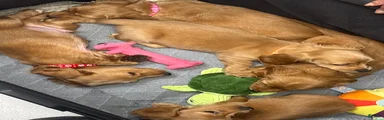Miniature Dachshund 3