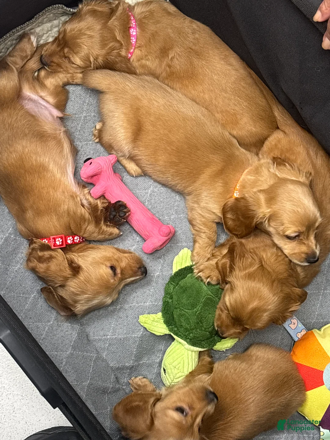 Miniature Dachshund dogs for sale: Miniature Dachshund 3 - Ad 1