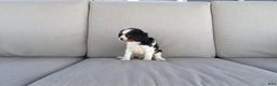 Cavalier King Charles Spaniel dogs for sale: Marshal - Ad 3
