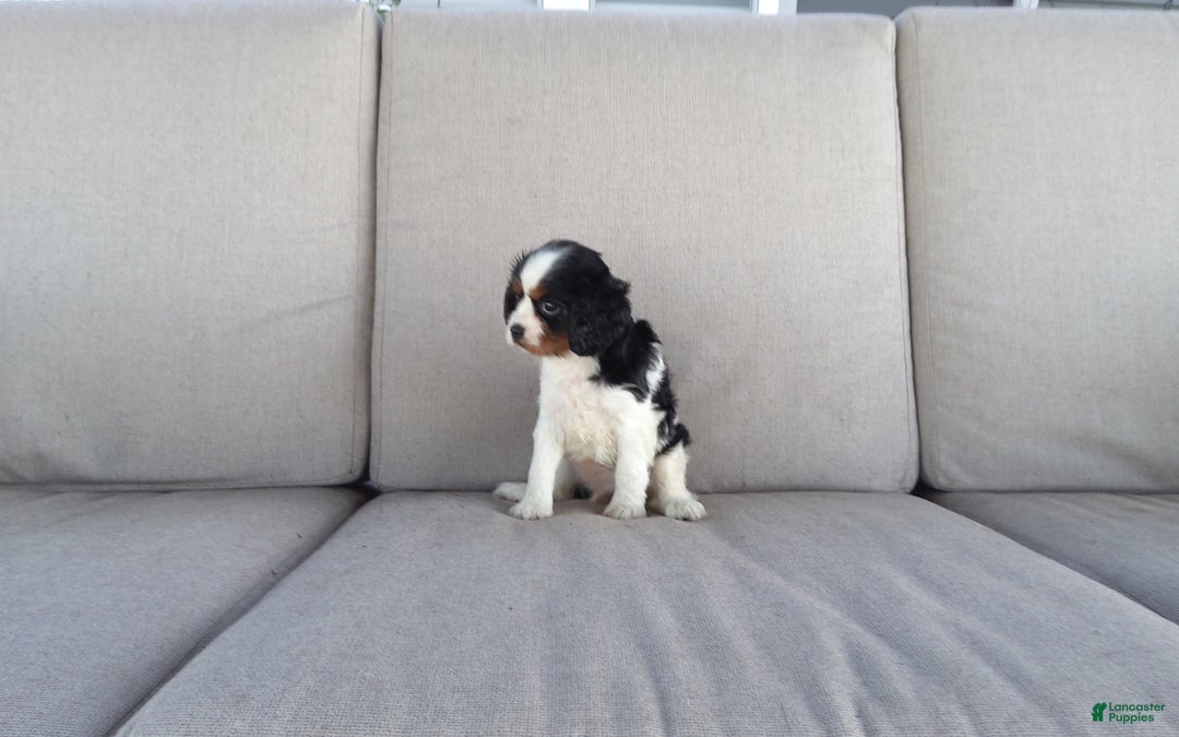 Cavalier King Charles Spaniel dogs for sale: Marshal - Ad 3