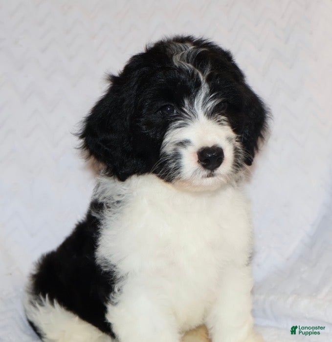 Mini Goldendoodle dogs Renee - Ad 2