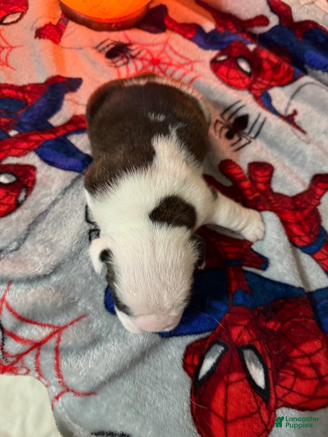 English Bulldog dogs for sale: English Bulldog Puppy 3 - Ad 3