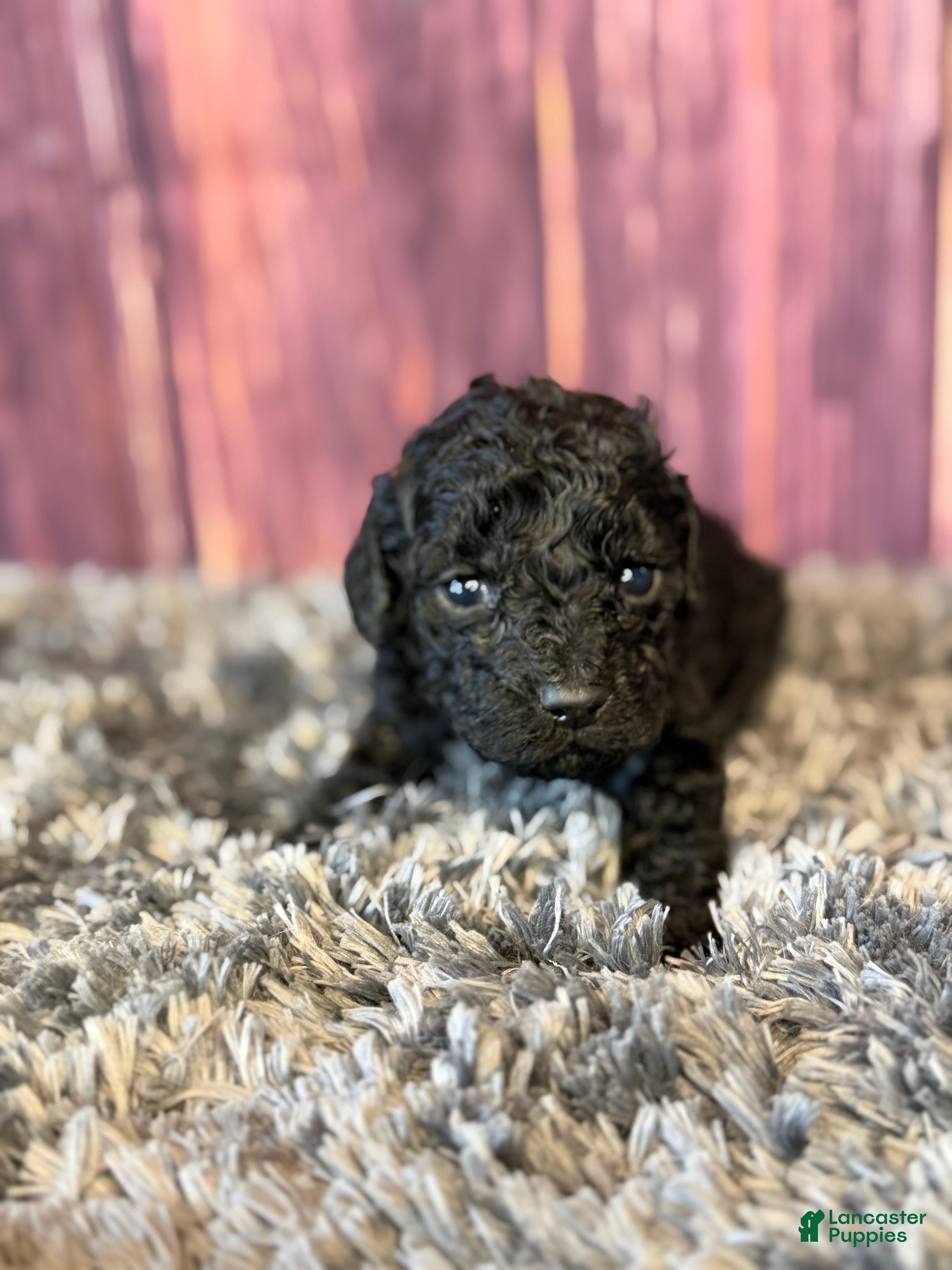 Cockapoo dogs Axel - Ad 2