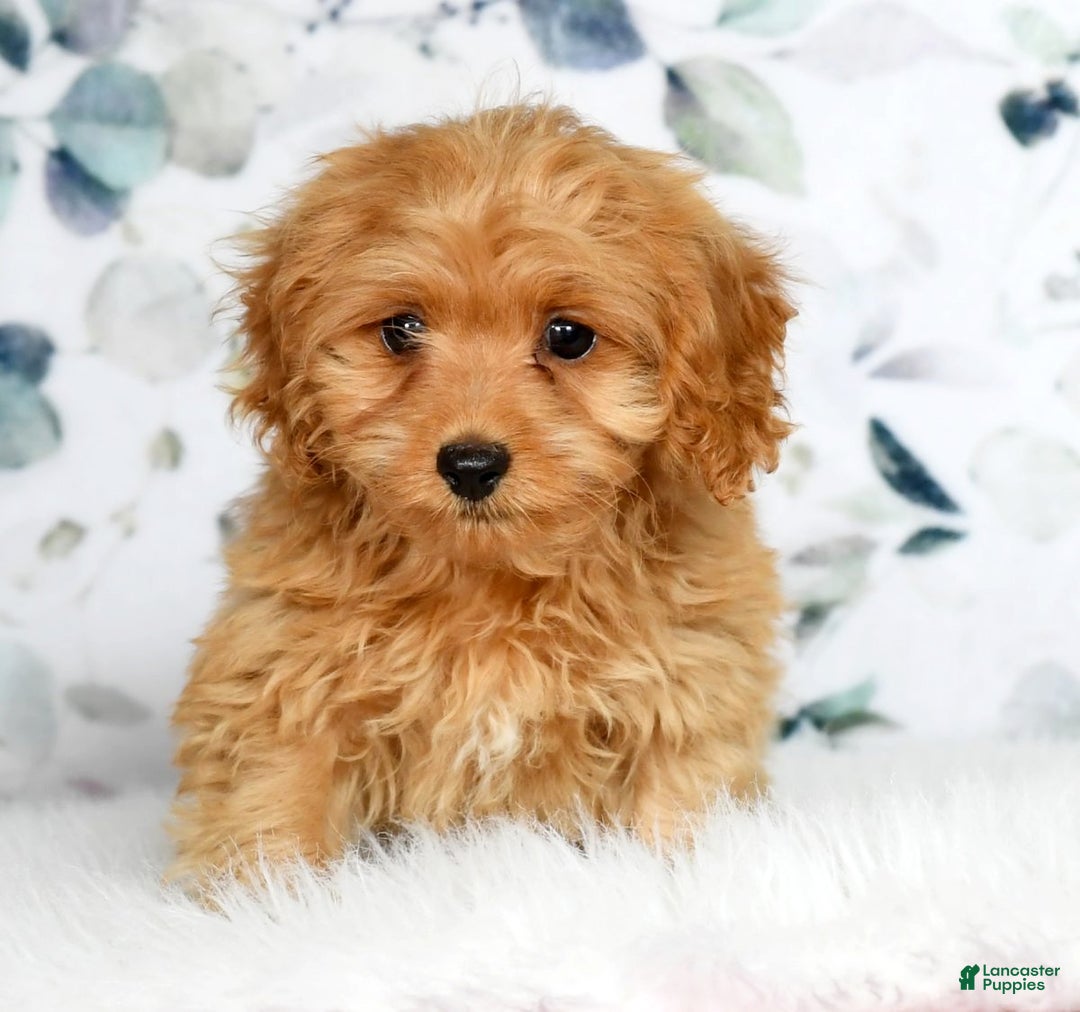 Cockapoo dogs for sale: Rocky - Ad 5