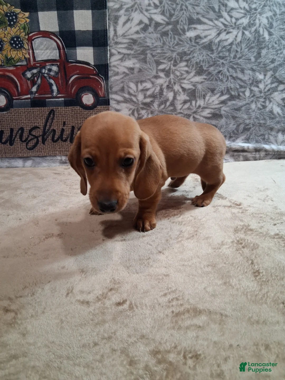 Miniature Dachshund dogs for sale: Husky - Ad 2