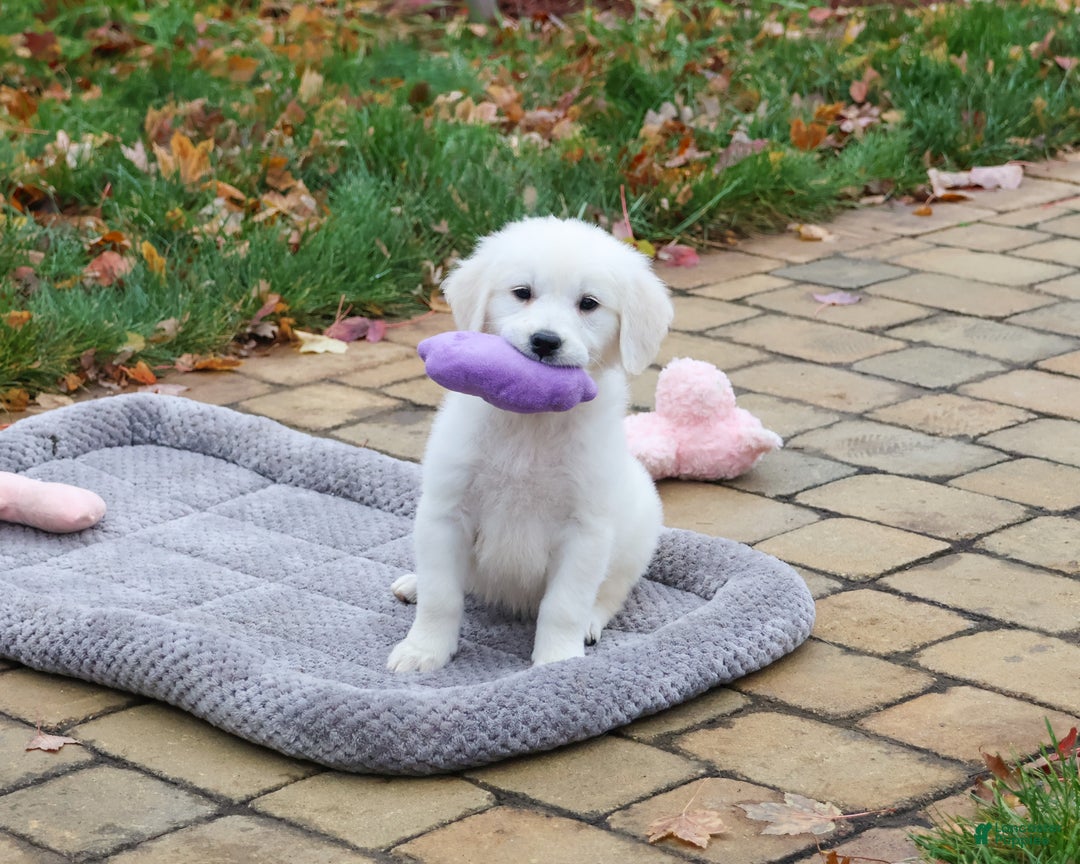 Golden Retriever dogs for sale: Viola - Ad 1