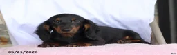 Dachshund dogs for sale: Peanut - Ad 4