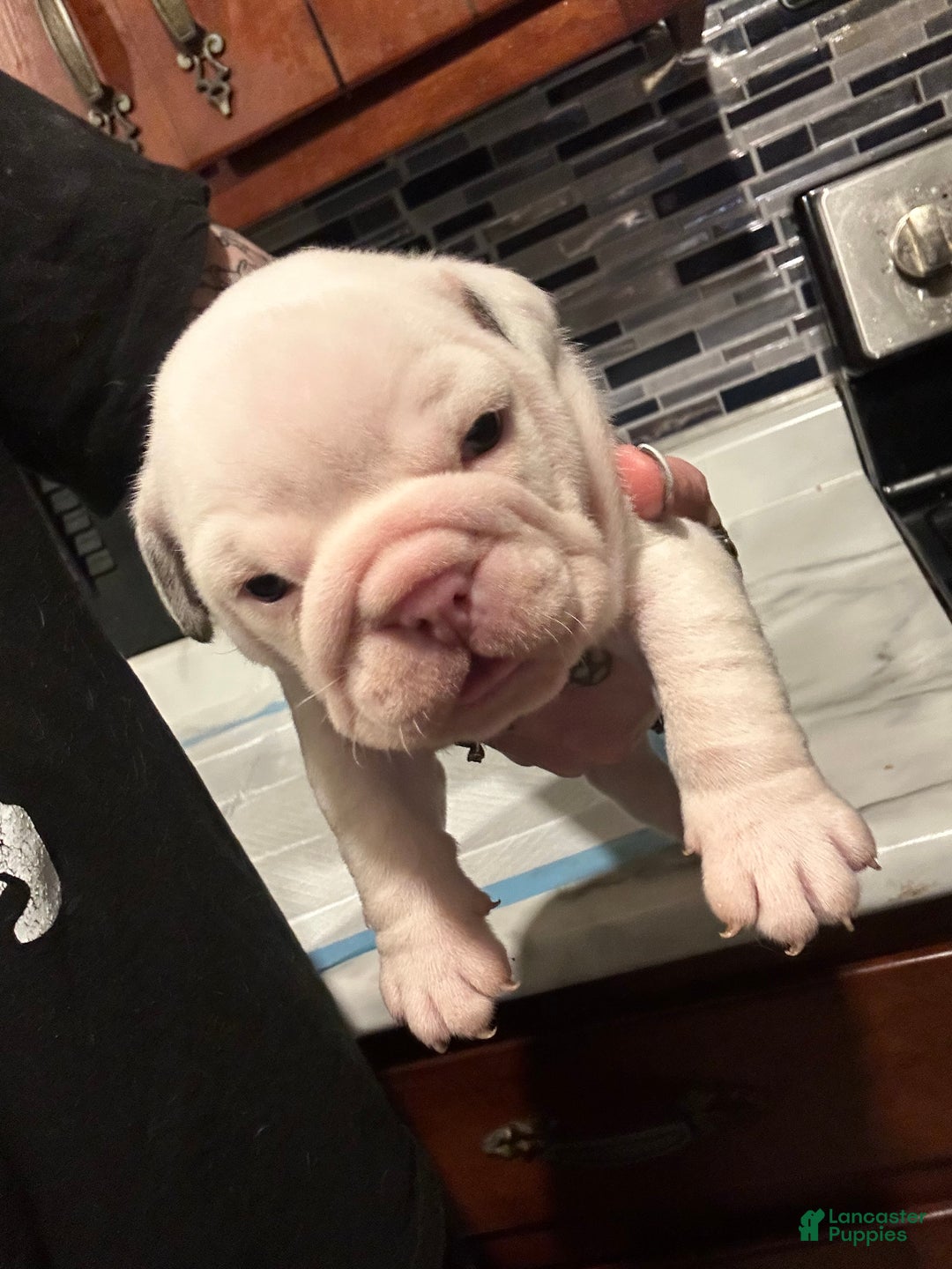 English Bulldog dogs for sale: Blue Spotted Girl - Ad 1