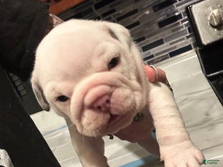 English Bulldog dogs Blue Spotted Girl - Ad 17