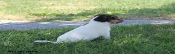 Toy Fox Terrier dogs for sale: Millie - Ad 11