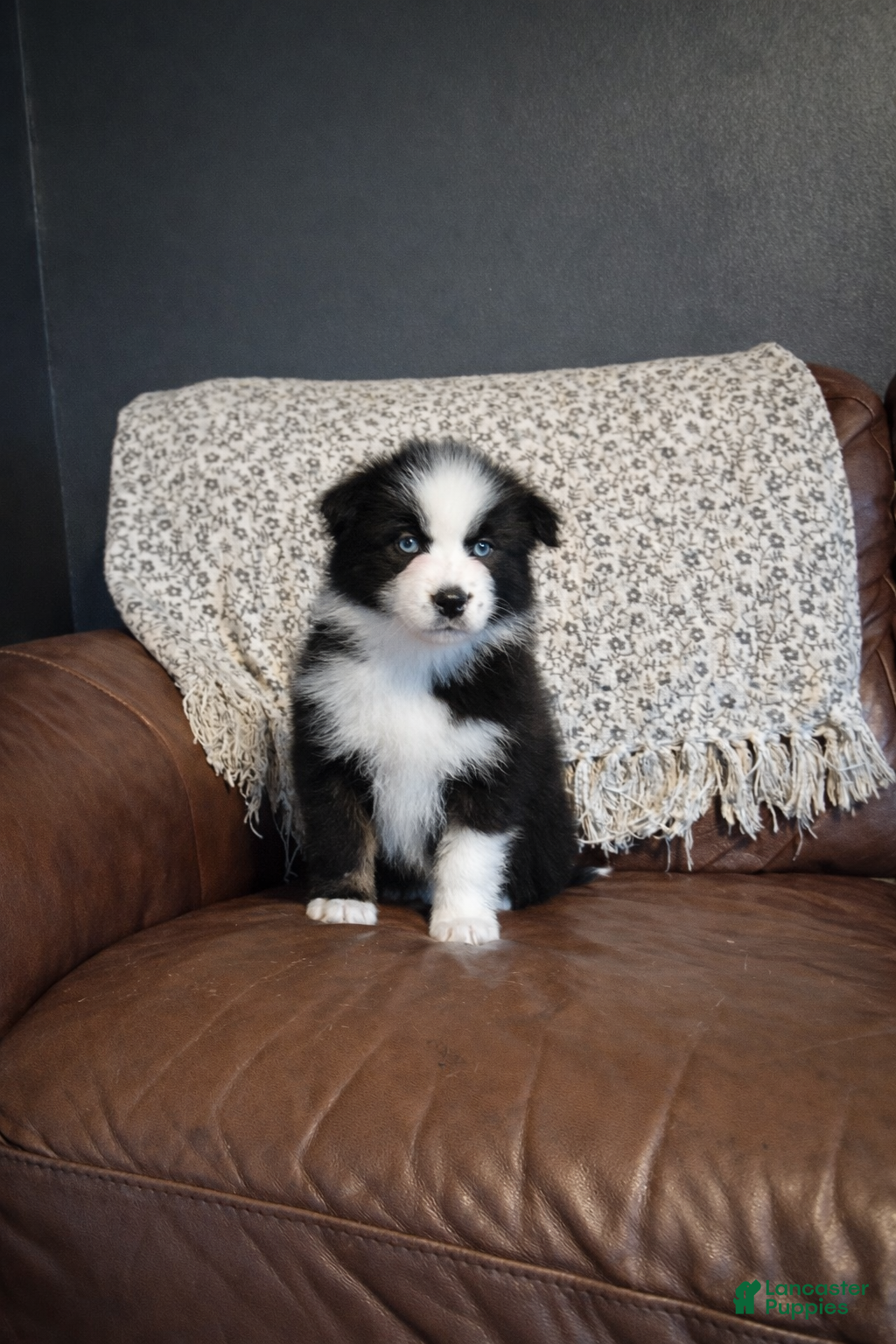Australian Shepherd dogs Dakota - Ad 1