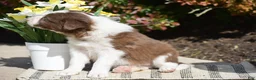 Border Collie dogs for sale: Dustin - Ad 5